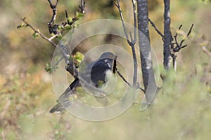 common cuckoo (Cuculus canorus) Oeland Sweden