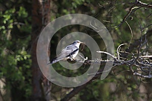 common cuckoo (Cuculus canorus) Oeland Sweden