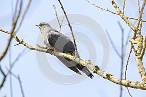 Common cuckoo, Cuculus canorus, resting and singing in a tree