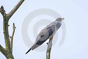 Common cuckoo, Cuculus canorus, resting and singing in a tree photo