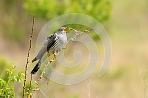 Common cuckoo Cuculus canorus sitting on a barbed branch and juggles a prey photo