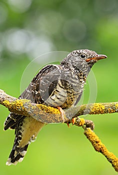 The common cuckoo Cuculus canorus
