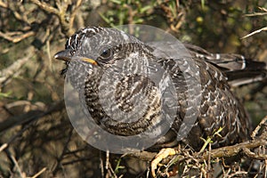 Common cuckoo - Cuculus canorus Young photo
