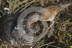 Common cuckoo - Cuculus canorus Young in the nest - Sylvia conspicillata - Spectacled Warbler photo