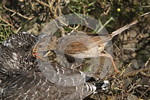 Common cuckoo - Cuculus canorus Young in the nest- Sylvia conspicillata - Spectacled Warbler photo