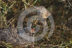 Common cuckoo - Cuculus canorus Young in the nest - Sylvia conspicillata - Spectacled Warbler