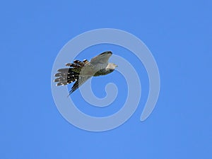 A common cuckoo in flight blue sky