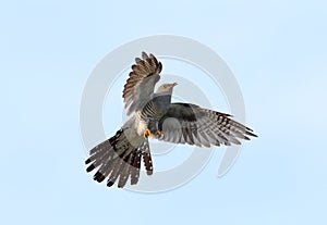 A common Cuckoo in flight