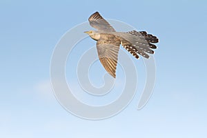 Common Cuckoo in flight / Cuculus canorus photo