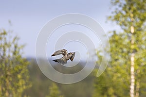 Common cuckoo during flight, Cuculus canorus. Sweden photo