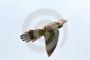 Common cuckoo in flight