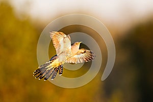 Common cuckoo in flight at sunset
