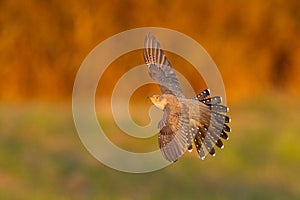 Common cuckoo in flight at sunset