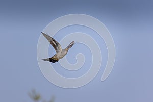 Common cuckoo flying in the blue sky, Cuculus canorus