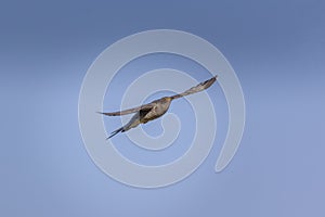 Common cuckoo flying in the blue sky, Cuculus canorus