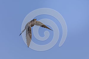 Common cuckoo flying in the blue sky, Cuculus canorus