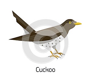 Common cuckoo isolated on white background. Adorable forest or woodland bird. Funny wild avian species. Gorgeous