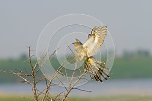 Common Cuckoo landing on the bush / Cuculus canoru photo