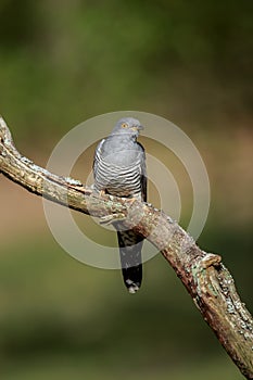 The common cuckoo perched on a branch