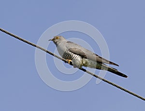 Common Cuckoo sitting on a wire.