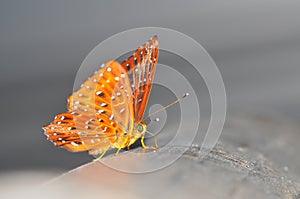 Common cunchinello butterfly