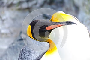 A common curious penguin