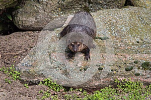 Common Cusimanse, Crossarchus obscurus, the long-nosed kusimanse with a long snout, short legs