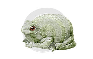 Common cute green toad or frog watercolor illustration. Close up amphibia graphic image. Forest toad isolated on white background. photo