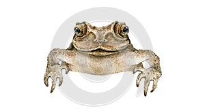 Common cute toad or frog. Hand drawn watercolor illustration. Close up amphibia. Funny peeking out frog. Single front photo