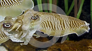 Common cuttlefish 1