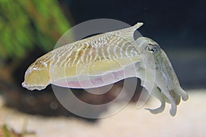 Common cuttlefish