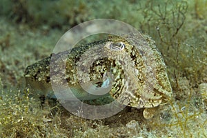 The common cuttlefish from the Adriatic Sea