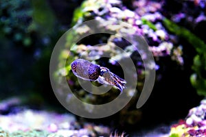 European common cuttlefish - Sepia officinalis