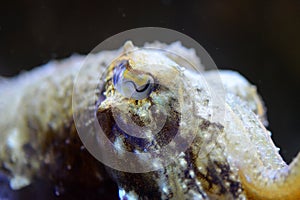 Common Cuttlefish