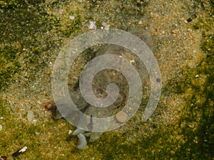 Common Cuttlefish in rock pool