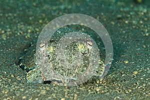Common cuttlefish - Sepia officinalis