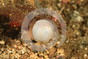 Common cuttlefish - Sepia officinalis - juvenile