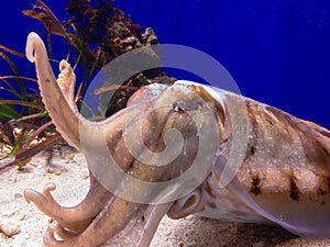 Common cuttlefish (Sepia officinalis) in zoo aquarium