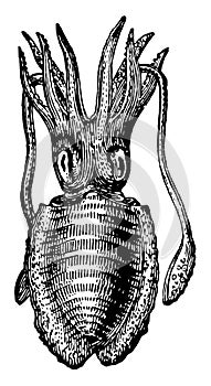 Common Cuttlefish, vintage illustration