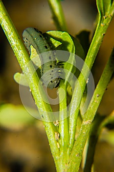 common cutworm eating the leaf