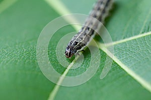 Common cutworm on leaves