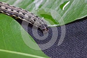 common cutworm on leaves
