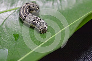 Common cutworm on leaves