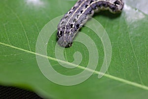 Common cutworm on leaves