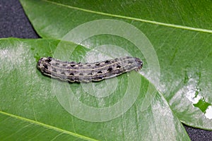 Common cutworm on leaves