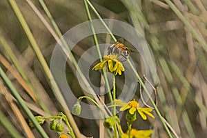 Common drone fly on a yellow ragwort flower
