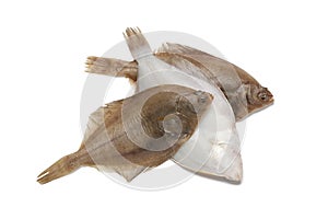 Common dab fishes