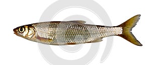 Common dace