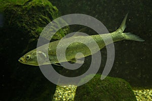 Common dace, Eurasian dace Leuciscus leuciscus.