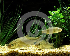 Common Dace, leuciscus leuciscus